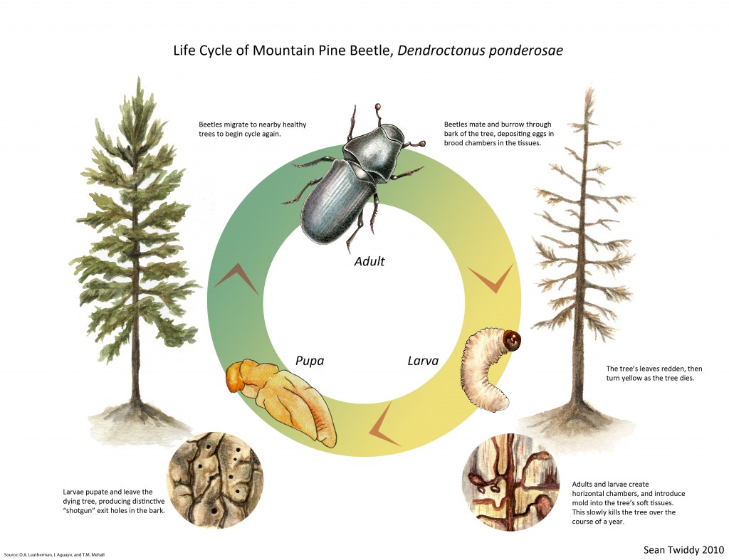 Pine Cycle