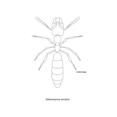 Adetomyrma venatrix, Dracula Ant. 2024