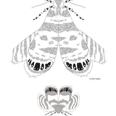 Brenthia coronigera, Metalmark Moth (spider mimic). 2024