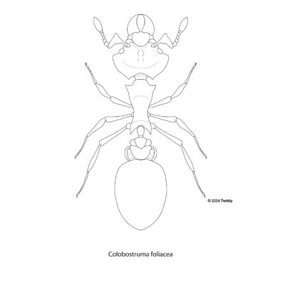 Colobostruma foliacea, Fierce Gremlin Ant. 2024