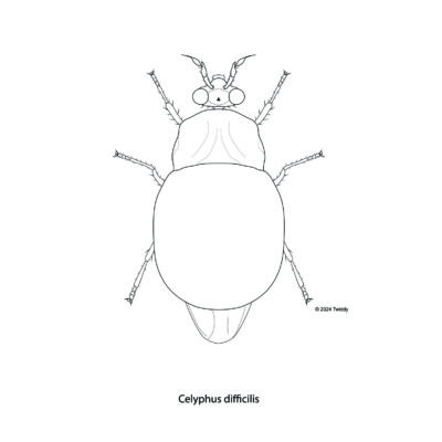 Celyphus difficilis, Beetle Fly. 2024. Mimic Series.