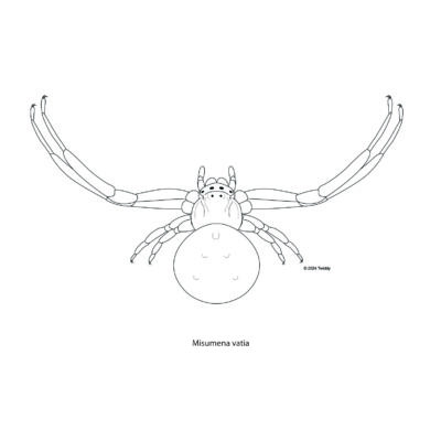 Misumena vatia, Goldenrod Crab Spider. 2024