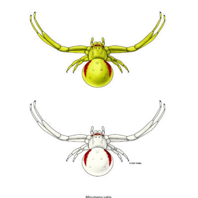 Misumena vatia, Goldenrod Crab Spider (colors). 2024