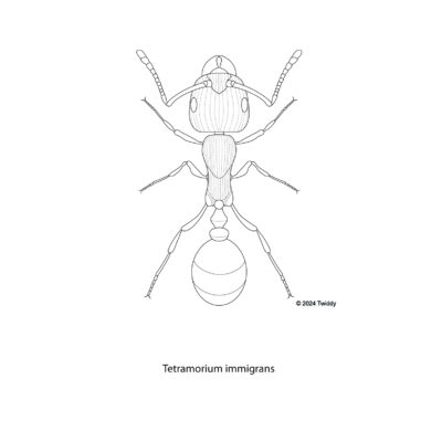 Tetramorium immigrans, Pavement Ant (Sugar Ant). 2024