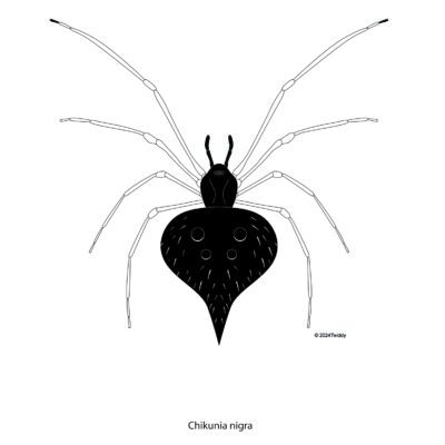 Chikunia nigra, Black Pearl Spider. 2024