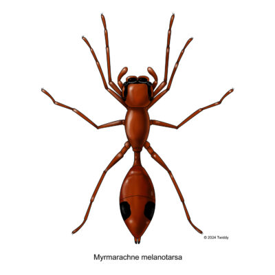 Myrmarachne melanotarsa, Ant Mimic Spider (color). 2021. Mimics Series