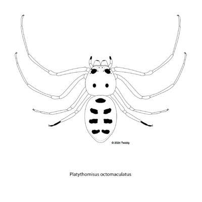 Platythomisus octomaculatia, Eight Spotted Crab Spider. 2024